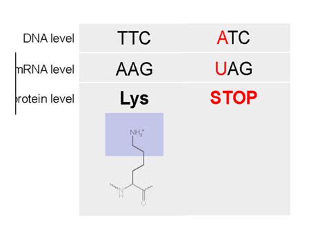 Nonsense Mutation — Definition & Examples - Expii