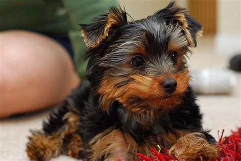 35 Medium and Small Dogs Good With Kids | Small dogs for kids, Yorkie puppy, Yorkshire terrier ...