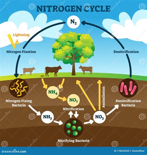 The Nitrogen Cycle Cartoon Vector | CartoonDealer.com #60944083