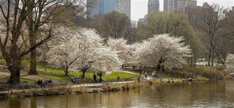 Cherry Hill | Central Park Conservancy