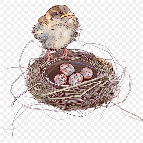 House Sparrow Bird Nest Bird Nest, PNG, 1000x1000px, Sparrow, Bird ...