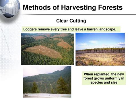 Forestry Geography of Canada - ppt download