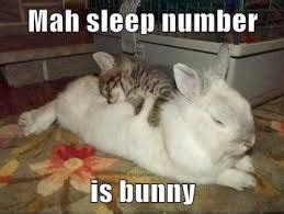 Image result for screaming rabbit meme | Cute animals, Cute cats and dogs, Funny animals