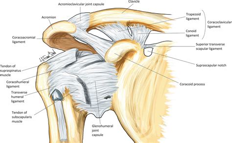 Shoulder Joint Ligaments Diagram Diagram Quizlet | The Best Porn Website