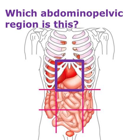 Epigastric Region Above Or Below The Stomach