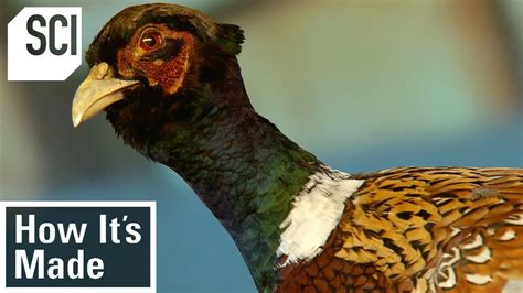 How It's Made: Pheasant Breeding - YouTube