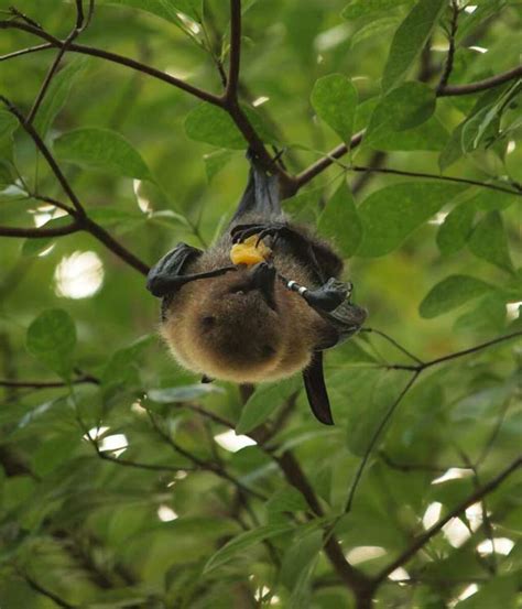 Rodrigues fruit bat | London Zoo