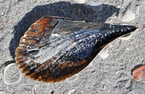 Iridescent interior of a large specimen of the Pen Shell Atrina rigida, on beach at low tide ...