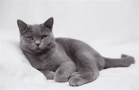 Sheba Cat Breed