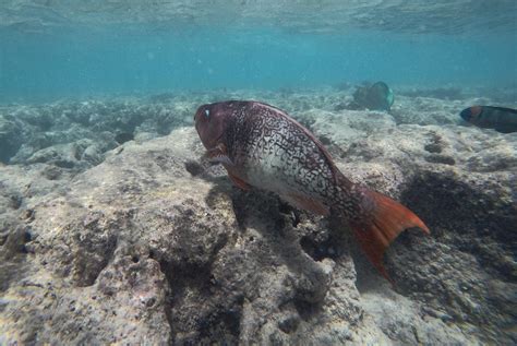 Hanauma Bay Guided Snorkeling Tour | Pure Aloha Adventures