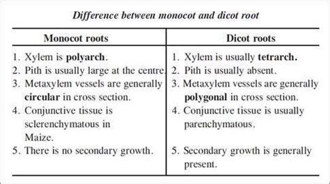 Difference Between Monocot Root And Dicot Root