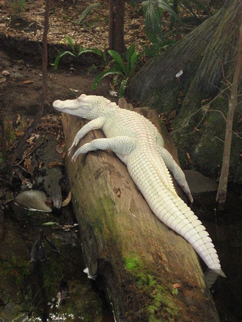 Albino Alligator Wallpapers - Wallpaper Cave