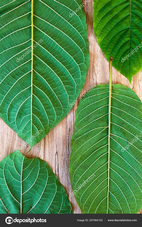 Fresh Kratom Leaves Wooden Table — Stock Photo © eskymaks #207464102