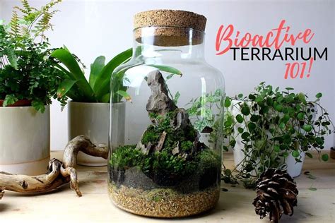 What is a Bioactive Terrarium? (+ How to Make One) - Terrarium Tribe