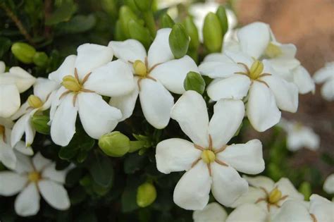 Gardenia Care Tips Basics | Blog: PlantsbyMail.com