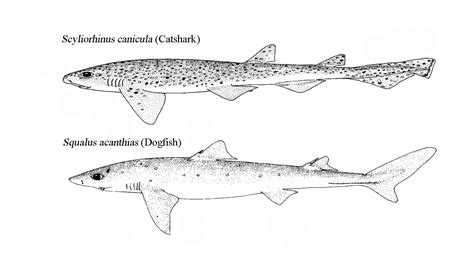 Catsharks