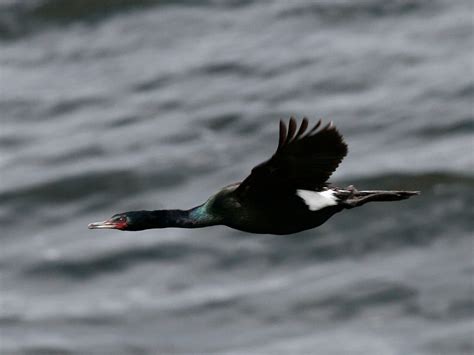 Pelagic Cormorant - eBirdr