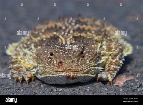 Short horned lizards blood hi-res stock photography and images - Alamy