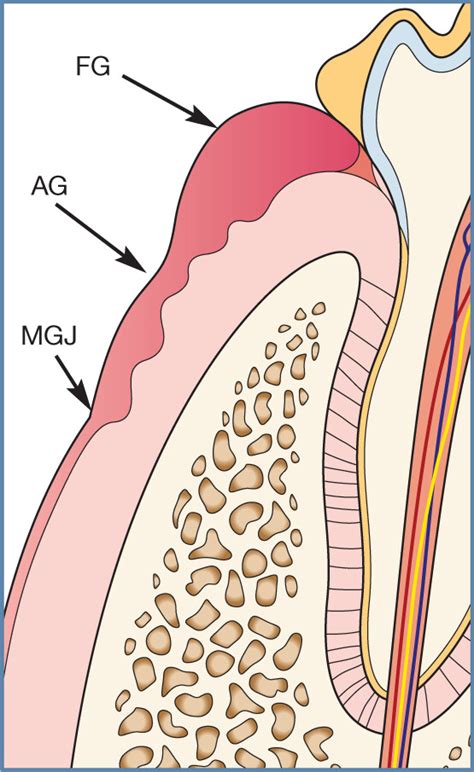 Mucogingival Junction Histology