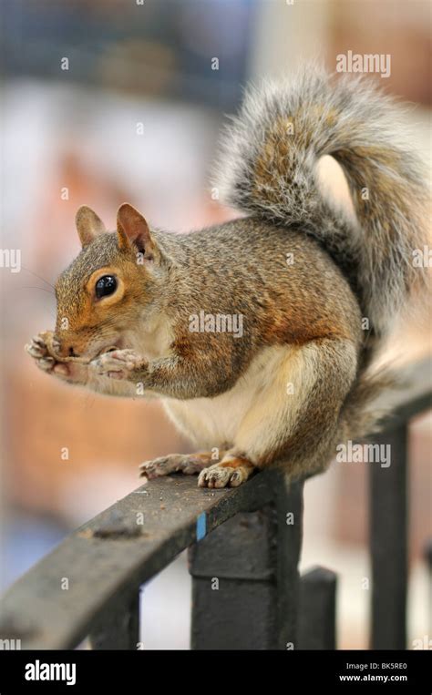 Squirrel Eating Peanut Stock Photo - Alamy