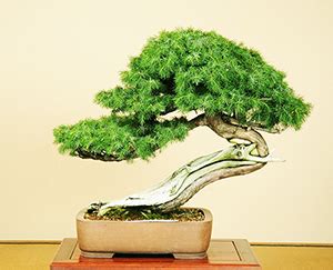 Indoor Bonsai: Recommendations, tips and guides - Grow a Bonsai