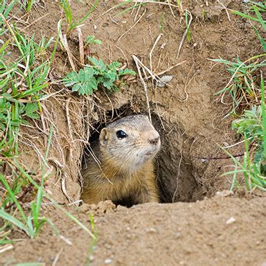 Gopher Infestation Signs | Gopher Control in San Joaquin Valley