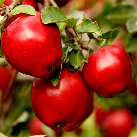 Red Delicious Apple Trees for Sale | BrighterBlooms.com