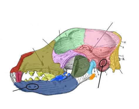 Canine skull lateral view Quiz