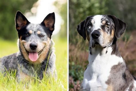 Catahoula Blue Heeler mix: everything about this breed - DogsPlanet.com