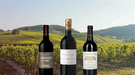 Cabernet Franc - Regions, Best Wines, Prices (2021)