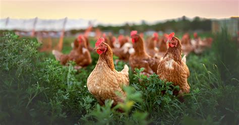 ASPCA and 27,370 Advocates Demand Better for Animals on Organic Farms | ASPCA