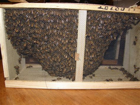 Pin by Tim Williams Jr. on Bee Keeping | Bee keeping, Food containers, Bee