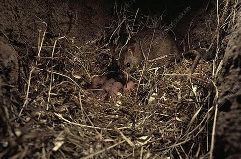 Brown rat - Stock Image - C002/0528 - Science Photo Library