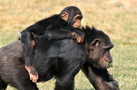 Mother chimpanzee with baby on her back Photograph by George ...