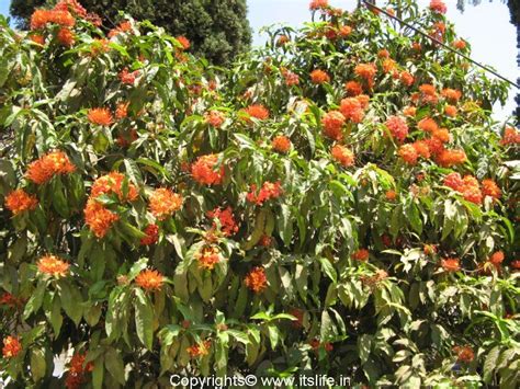 Saraca Asoca – Ashoka Tree | Gardening Trees | Sacred Trees