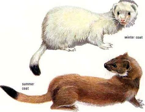 Stoat - Short-Tailed Weasel | Animal Pictures and Facts | FactZoo.com