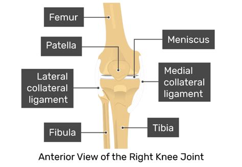 Kneecap Anatomy