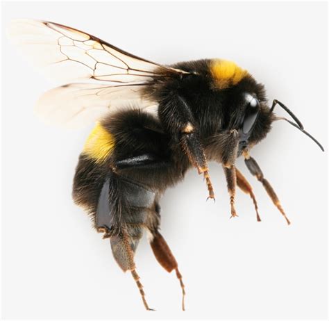 Industrious Native Bees - Bumble Bee Close Up - 1396x1218 PNG Download - PNGkit