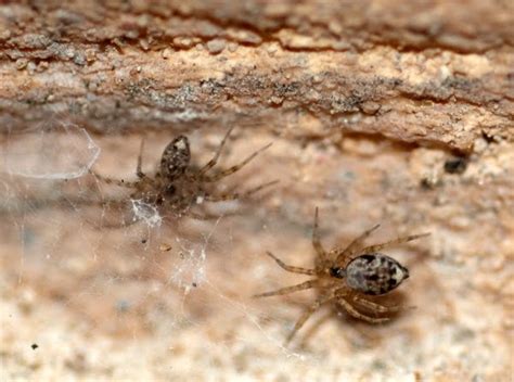 At the Cabin: Tiny Spiders in the Outdoor Shower