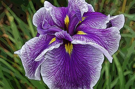 purple Japanese iris Photograph by Linda Anne Gibson