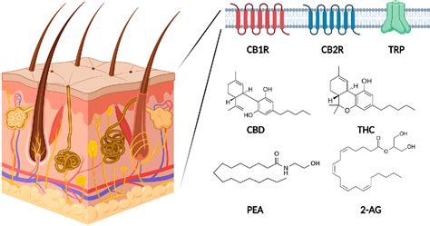 Table 1 from Cannabinoids and Their Receptors in Skin Diseases ...