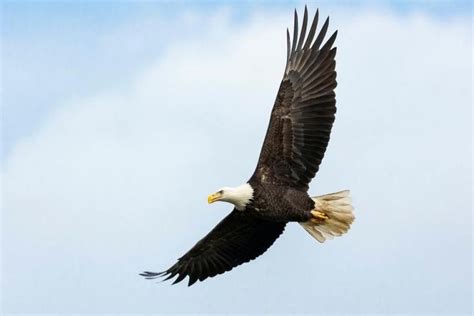 National Animal of Nigeria: Eagle