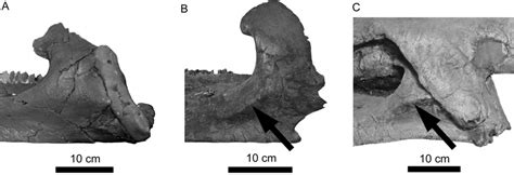 Ceratopsid dentaries in left lateral view. A, Vagaceratops, CMN 41357 ...