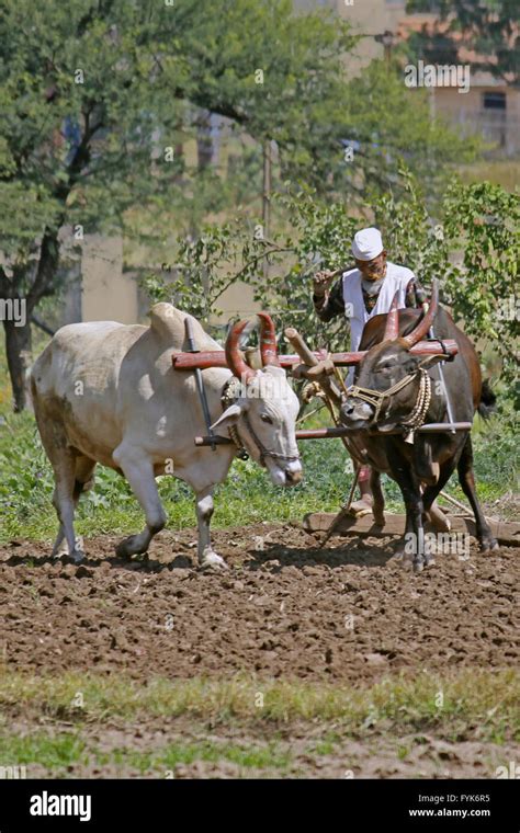 Farmer ploughing the field Stock Photo - Alamy