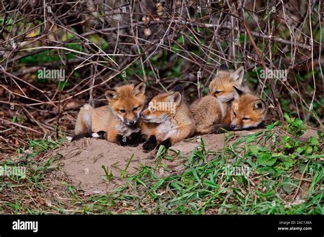 Baby Fox Kits Stock Photo - Alamy