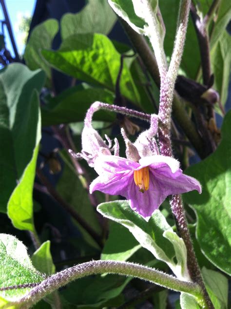 eggplant flowers | Flowers, Growing fruit, Garden