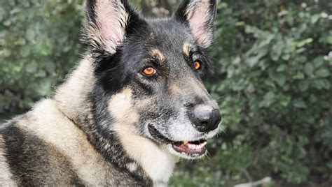 Akita Shepherd Mixed Dog Breed Pictures, Characteristics, & Facts