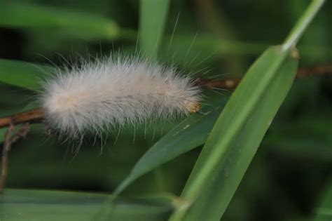 27 White Caterpillars (Pictures And Identification Guide)