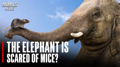 WOW! ELEPHANTS ARE AFRAID OF MICE? #elephant #mice #mouse #myth #animalshere #animals - YouTube