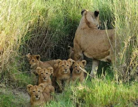 Lion Cubs – Bambou Tours Africa